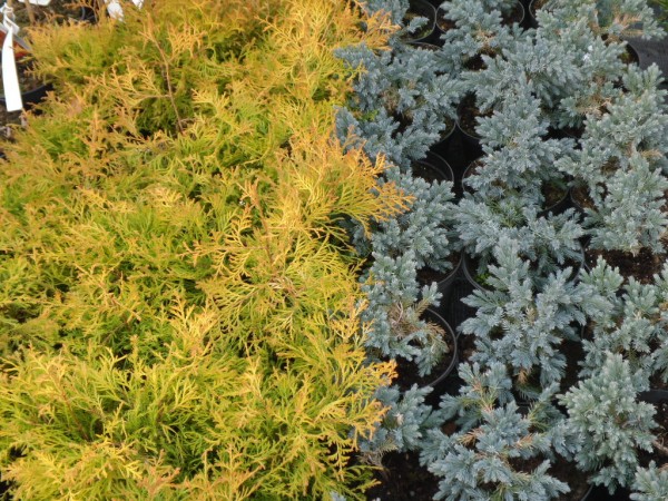 Thuja occidentalis 'Rheingold' and Juniperus squamata 'Blue Star', Conifers from Dunwiley Nurseries Ltd., Stranorlar, Co. Donegal, Ireland