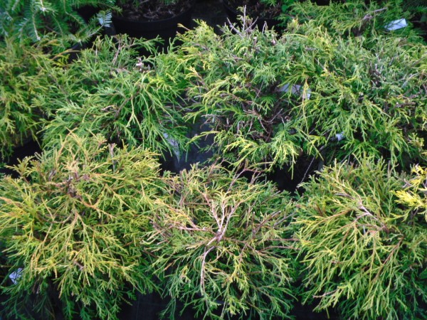 Chamaecyparis pisifera 'Filifera Nana', Conifer from Dunwiley Nurseries Ltd., Stranorlar, Co. Donegal, Ireland