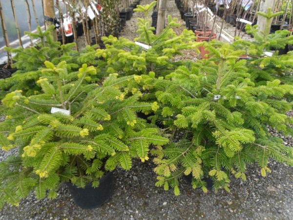Abies nordmanniana, Conifer from Dunwiley Nurseries Ltd., Stranorlar, Co. Donegal, Ireland