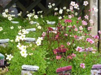 Saxifraga Red, Rose & White Alpines from Dunwiley Nurseries and Garden Centre, Stranorlar, Co. Donegal, Ireland