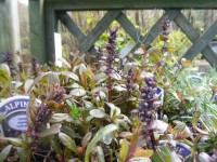 Ajuga 'Chocolate Chips' Alpine from Dunwiley Nurseries and Garden Centre, Stranorlar, Co. Donegal, Ireland