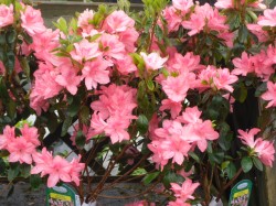 Azalea japonica 'Blaauw's Pink' from Dunwiely Nurseries Ltd., Donegal, Ireland