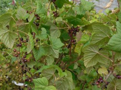 Blackcurrant Bushes from Dunwiley Nurseries Ltd., Stranorlar, Co. Donegal, Ireland