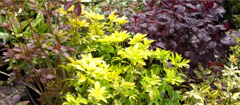 Shrubs from Dunwiley Nurseries, Stranorlar, County Donegal, Ireland