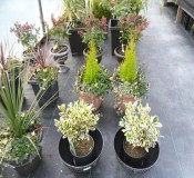 Planters, Pots & Containers