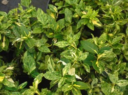 Euonymus fortunei 'Harlequin' from Dunwiley Nurseries Ltd., Stranorlar, Co. Donegal.