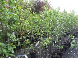Selection of Fruit Trees always avilable from Dunwiley Nurseries, Stranorlar, Donegal.