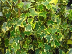 Hedera helix 'Goldchild' climbers available from Dunwiley Nurseries, Stranorlar, Donegal.