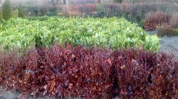 Bare Root Purple Beech and Laurel Hedging from Dunwiley Nurseries Ltd., Dunwiley, Stranorlar, Co. Donegal, Ireland.