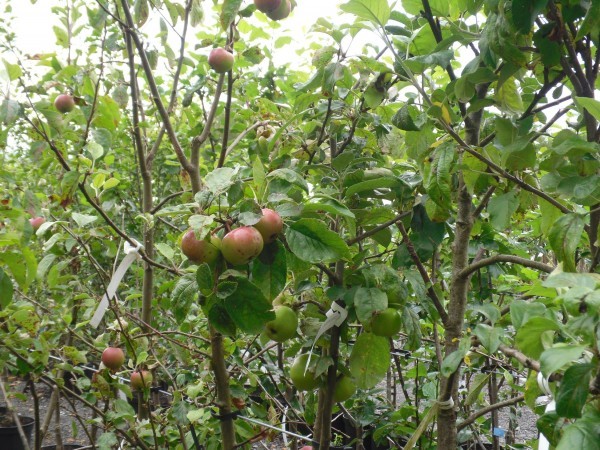 Malus domestica 'Discovery' from Dunwiley Nurseries Ltd., Stranorlar, Co. Donegal, Ireland.