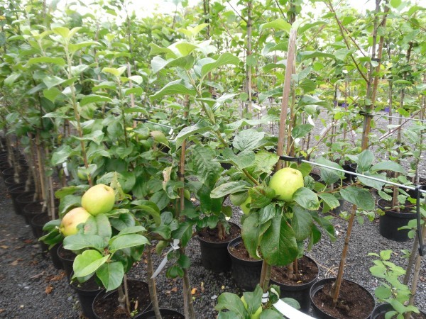 Malus domestica 'Rev. W. Wilks' available from Dunwiley Nurseries Ltd., Stranorlar, Co. Donegal, Ireland.