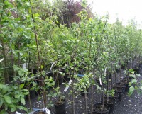 Other Fruit Trees