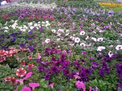 Selection of Petunias available at Dunwiley Nurseries Ltd, Dunwiley, Stranorlar, Co. Donegal