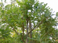 Quercus hispanica 'Diversifolia' Tree from Dunwiley Nurseries Ltd., Dunwiley, Stranorlar, Co. Donegal, Ireland.
