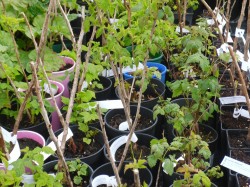 Raspberry Canes from Dunwiley Nurseries Ltd., Stranorlar, Co. Donegal, Ireland