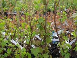 Red Currant Bushes from Dunwiley Nurseries Ltd., Stranorlar, Co. Donegal, Ireland