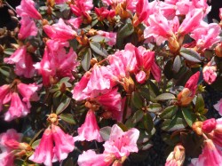 Rhododendron 'Wee Bee' from Dunwiley Nurseries Ltd., Stranorlar, Co. Donegal, Ireland