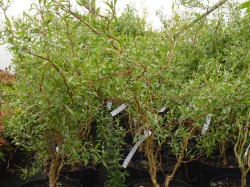 Salix matsudana 'Tortuosa' (Corkscrew Willow) from Dunwiley Nurseries Ltd., Stranorlar, Co. Donegal, Ireland