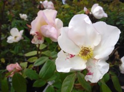 Sally Holmes Roses from Dunwiley Nurseries & Garden Centre, Stranorlar, Donegal.