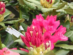 Rhododendron 'Nova Zembla' from Dunwiley Nurseries Ltd., Stranorlar, Co. Donegal, Ireland