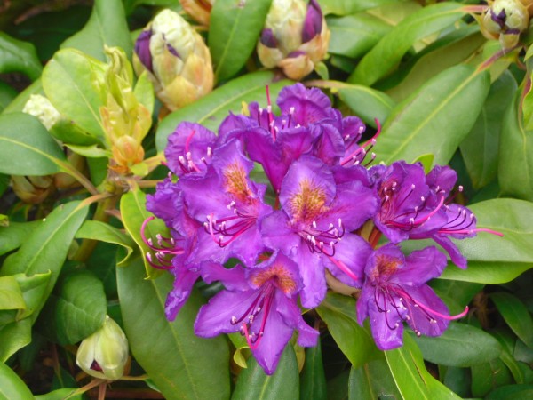 Rhododendron 'Marcel Menard' from Dunwiley Nurseries Ltd., Stranorlar, Co. Donegal, Ireland