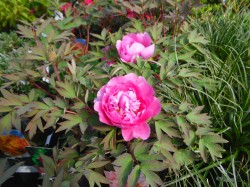 Paeonia suffruticosa (Tree Peony) from Dunwiley Nurseries Lt.d., Stranorlar, Co. Donegal.