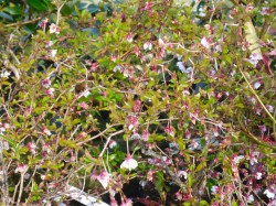 Prunus incisa 'Kojo-No-Mai' from Dunwiley Nurseries Ltd., Stranorlar, Co. Donegal.