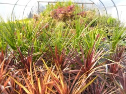 Corydyline australis & Cordyline australis 'Red Star'  from Dunwiley Nurseries, Co. Donegal, Ireland