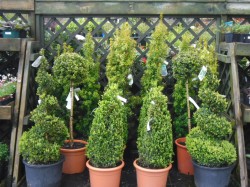 Buxus Sempervirens from Dunwiley Nurseries Ltd., Stranorlar, Co. Donegal.