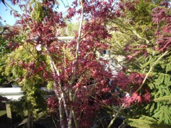 Acer palmatum 'Atropurpureum' Japanese Maples from Dunwiley Nurseries Ltd., Stranorlar, Co. Donegal, Ireland