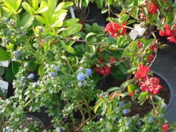 Chaenomeles 'Texas Scarlet'  & Ceanothus 'Blue Mound' from Dunwiley Nurseries Ltd., Stranorlar, Co. Donegal.