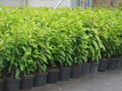 Portuguese Laurel hedging available from Dunwiley Nurseries, Stranorlar, Donegal.