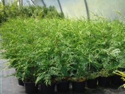 Leylandii  hedging available from Dunwiley Nurseries, Stranorlar, Donegal.