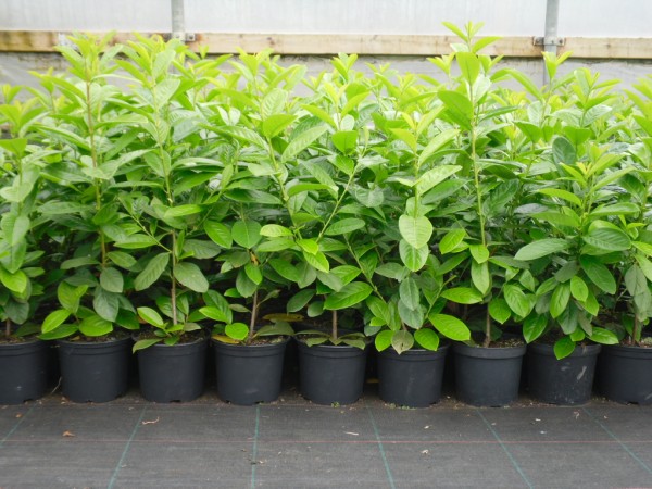 Laurel hedging available from Dunwiley Nurseries, Stranorlar, Donegal.