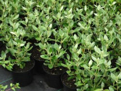 Oleria traversii hedging available from Dunwiley Nurseries, Stranorlar, Donegal.