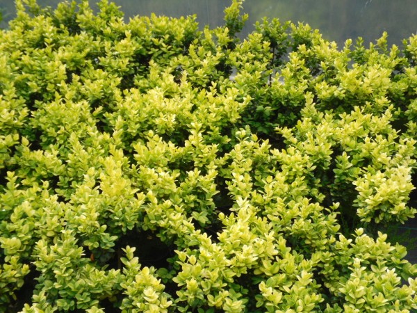 Gold Boxwood hedging available from Dunwiley Nurseries, Stranorlar, Donegal.