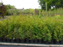 Thuja 'Gelderland' hedging available from Dunwiley Nurseries, Stranorlar, Donegal.