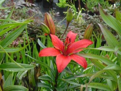 Lily 'Crimson Pixie' from Dunwiley Nurseries, Co. Donegal, Ireland