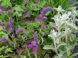 Salvia verticillata 'Purple Rain' & Stachys byzantina from Dunwiley Nurseries, Stranorlar, Co. Donegal.