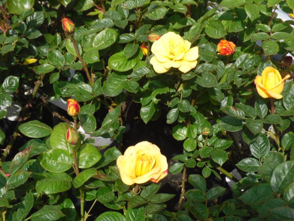Arthur Bell Roses from Dunwiley Nurseries & Garden Centre, Stranorlar, Donegal.
