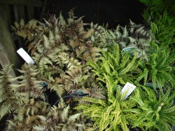 Athyrium niponicum var. pictum & Athyrium trichomanes incisum ferns from from Dunwiley Nurseries, Co. Donegal, Ireland