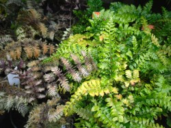 Athyrium niponicum var. pictum 'Burgundy Lace' & Polystichum polyblepharum ferns from from Dunwiley Nurseries, Co. Donegal, Ireland