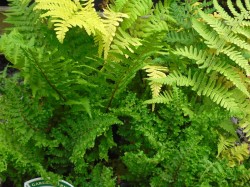 Dryopteris felix-mas 'Linearis Polydactyl' fern from from Dunwiley Nurseries, Co. Donegal, Ireland