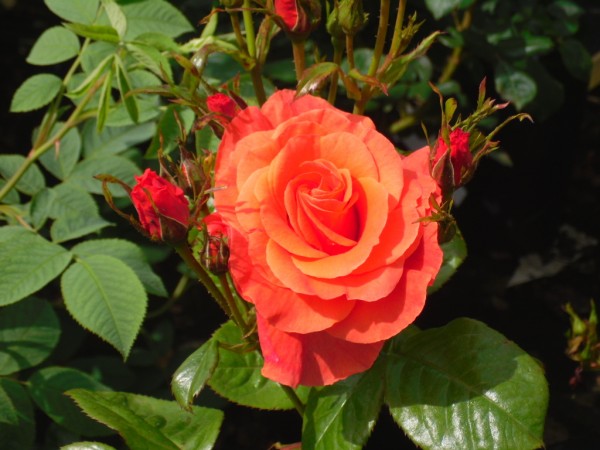 Newsflash Roses from Dunwiley Nurseries & Garden Centre, Stranorlar, Donegal.