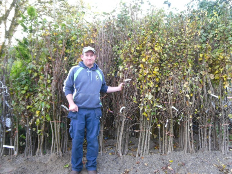 Bare Root Native Irish Apple Trees available from Dunwiley Nurseries Ltd., Stranorlar, Co. Donegal, Ireland.