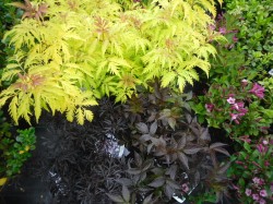 Sambucus racemosa 'Plumosa Aurea', Sambucus nigra 'Black Lace' & Black Beauty'  from Dunwiley Nurseries Ltd., Stranorlar, Co. Donegal, Ireland