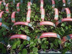 Selection of Strawberries available at Dunwiley Nurseries Ltd, Dunwiley, Stranorlar, Co. Donegal