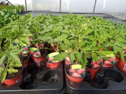Selection of Tomatoes available at Dunwiley Nurseries Ltd, Dunwiley, Stranorlar, Co. Donegal