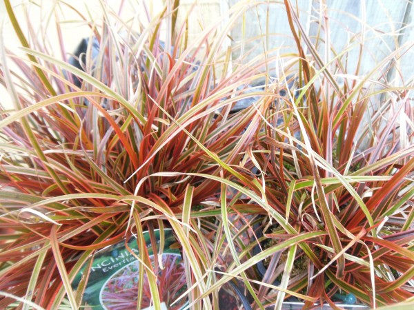 Uncinia Rubra Grass from Dunwiley Nurseries, Co. Donegal, Ireland