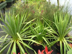 Yucca gloriosa from Dunwiley Nurseries Ltd., Stranorlar, Co. Donegal, Ireland